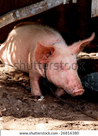A fat and cute pig in pigsty.