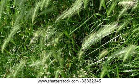 stock-photo-green-foxtail-barley-a-roadside-grass-33832345.jpg