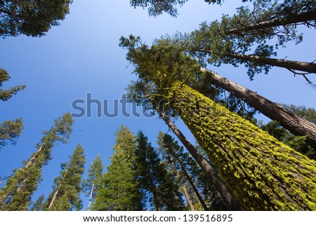 Low angle view of moss covered trees, Yosemite National Park, California, USA