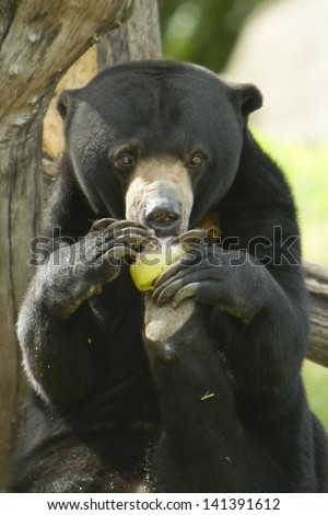 Half body portrait of sun bear eating food in tree, Malaysia.
