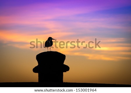 Silhouette of a bird, Key West, Monroe County, Florida, USA