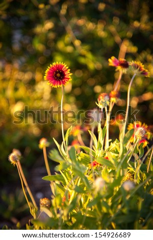 Close-up of Blanket Flowers (Gaillardia pulchella), Merritt Island, Titusville, Brevard County, Florida, USA