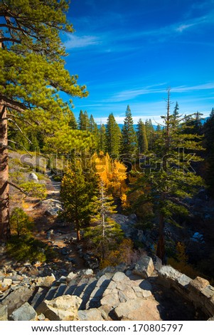 Trees in a forest at the lakeside, Lake Tahoe, California, USA
