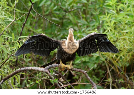 Big bird found on everglades in florida