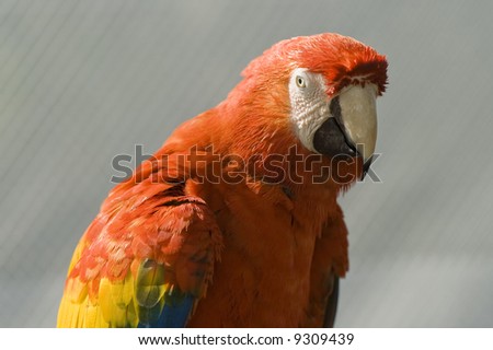 Close up of colorful macaw in Miami, Florida, USA