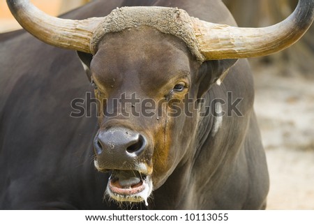 Close up of a wild bull showing details of its face