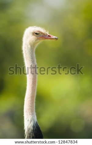 Detail of head na neck ot an Ostrich, which is a fast-running African flightless bird with two-toed feet and it is the largest living bird.