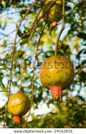 Details of Pomegranates hanging in the Pomegranate tree, in Brazil