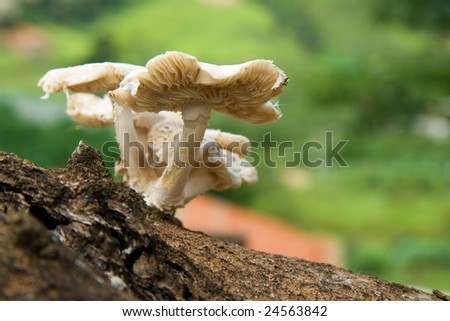 Wild mushrooms that grew up on the side of an old Mango tree in the country side of Sao Paulo