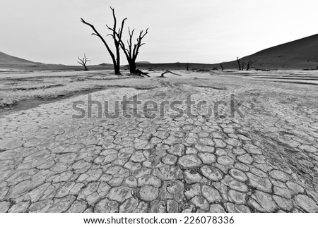 A black and white close up of the dried,cracking surface of Doodvlei in the Sossusvlei area of Namibia. A telling illustration of how the lack of water affects the soil. The ancient dead trees.