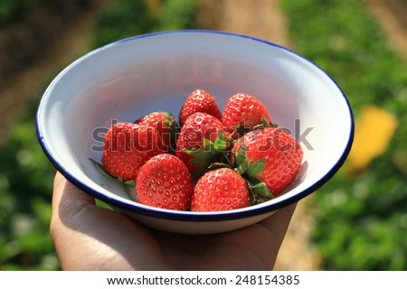 Fresh strawberry in white bowl background with plant field