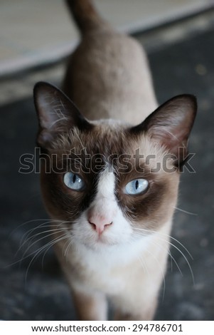 Oil painting style of  close up Siamese cat with blue eyes