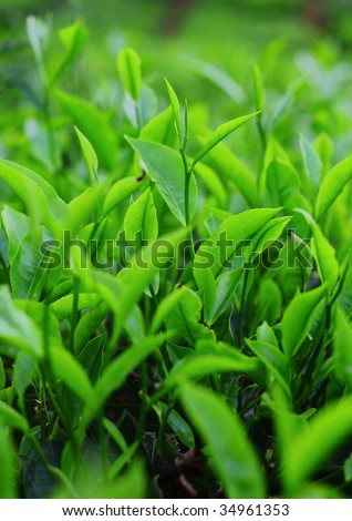 stock photo : Young green tea leaves