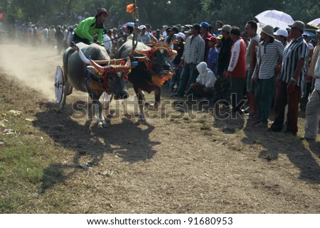 BALI, INDONESIA-JULY 5:Red team lead in makepung (buffalo chariot race) in Bali,Indonesia on July 5, 2009. The race originated between local farmers after harvesting during their spare time.
