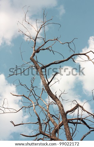 Withered tree, acacia against the sky