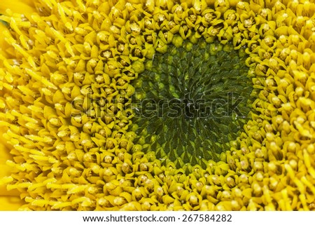 Close Up Shot of a Sun Flower.  I feel like it is staring at me.