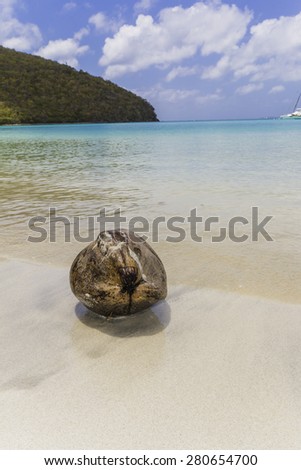 Coconut Floating in the water at Trunk Bay Beach
