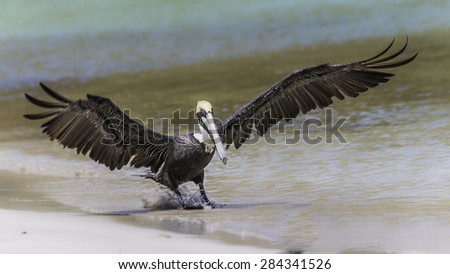 An adult brown pelican coming in for a landing on the beach.  With those big feet, the pelican almost looked like it was surfing in the water.