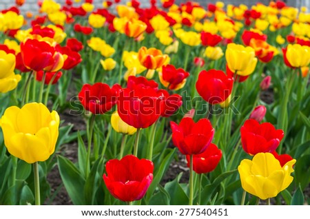 Field of red and yellow tulips in spring time