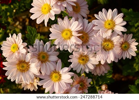 Blooming of Chrysanths Flower (Mums Flower)
