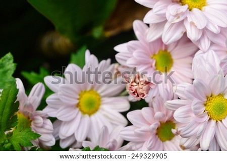 Budding of Chrysanths Flower (Mums Flower)
