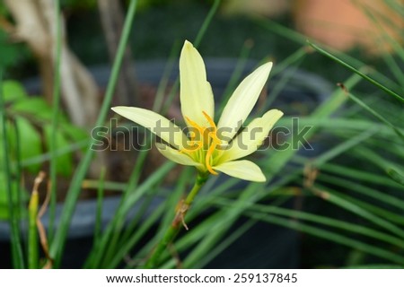 Yellow Fairy Lily Flower (Zephyranthes)