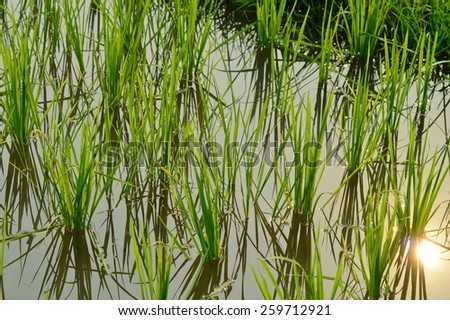 Rice Plant in Water