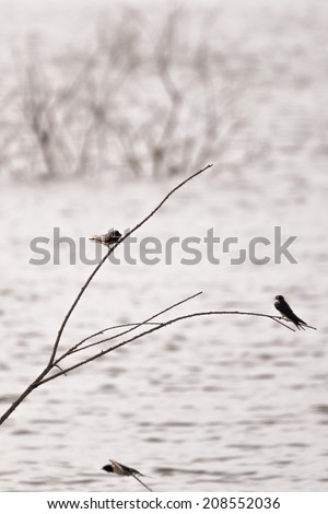 Spain, Ciudad Real, Birds perched on the branch of the reservoir vicar.