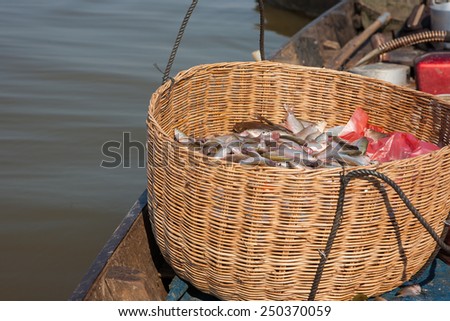 freshwater fishes in basket caught by local fisherman at cambodia