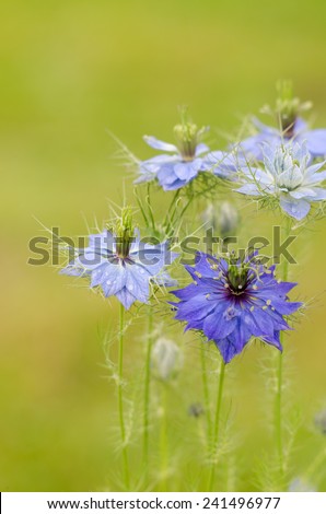 This flower originally comes from the Mediterranean area. Now you find it in the gardens in the whole of Europe. The botanical name is Nigella damascene./Love-in-a-mist