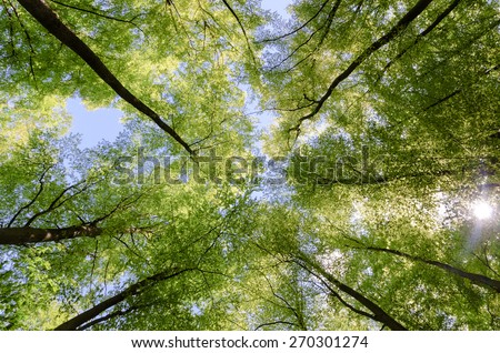 Photo taken with a wide-angle lens in a beech forest, Germany, Rothaargebirge / Tree tops of beeches in spring