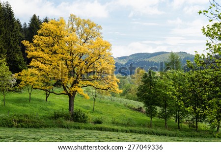 Golden Oak in spring/This sort of oak is a very rare botanical phenomenon. The new leaves have only for a few days in spring the golden color. This tree grows in a  valley near Bad Berleburg, Germany.