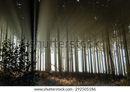 Misty spruce forest in the morning, Germany.\
Misty morning with strong sun beams in a spruce forest in Germany near Bad Berleburg. High contrast and backlit scene.