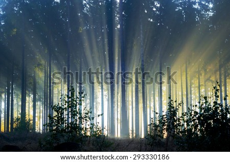 Misty spruce forest in the morning\
Misty morning with strong colorful sun beams in a spruce forest in Germany near Bad Berleburg.\
 High contrast and backlit scene.