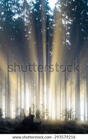 Misty spruce forest in the morning\
Misty morning with strong colorful sun beams in a spruce forest in Germany near Bad Berleburg. High contrast and backlit scene.