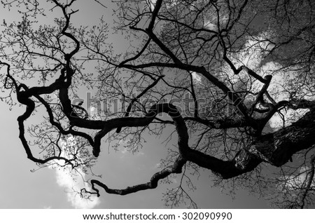 Bizarre branch of an old oak, black and white.\
Bizarre branch in the treetop of an old oak, natural monument, black and white, Germany, Bad Berleburg, Rothaargebirge