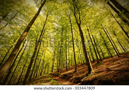 HDR, old style, Beech Forest in Spring.\
Image taken with a wide-angle lens in a beech forest, Germany, Rothaargebirge. A forest track leading to the background. Vignette added.