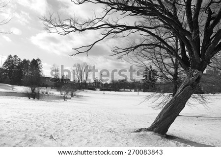 Winter in Black and white