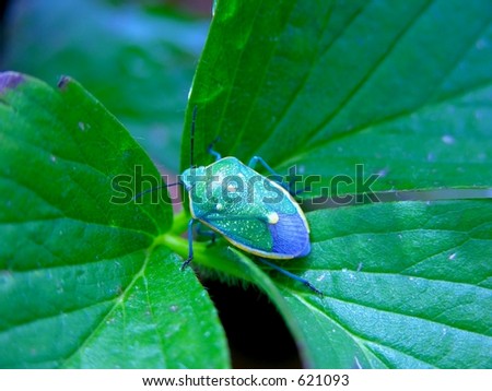 Bug  on Leaf