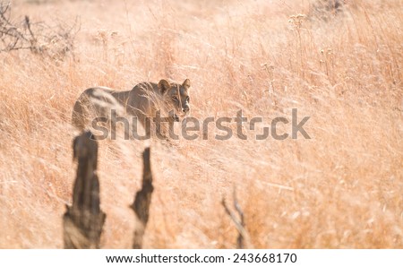 Lioness Stalking through tall grass in Zimbabwe
