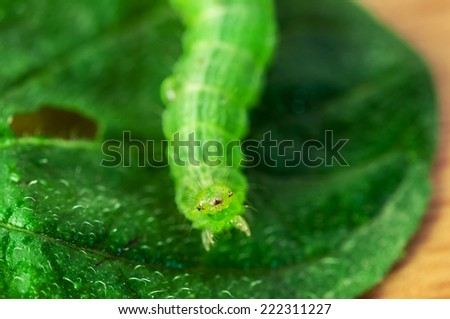 Green caterpillar eating a piece of sheet reaching upward