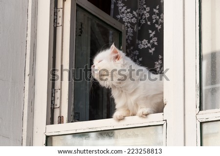 Fluffy white cat sits in the window and substituting face to the sun sniffs