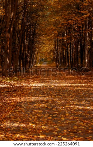 the path through the autumn forest, littered with leaves