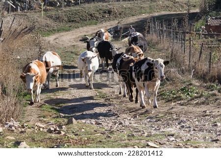 cows come back from pasture