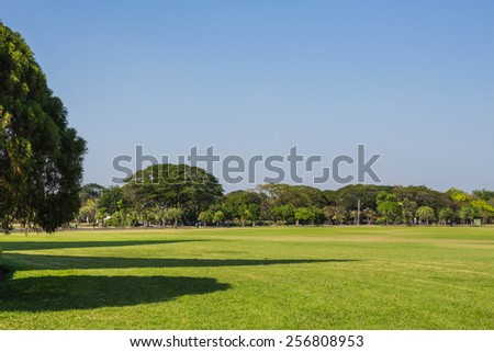 Trees and lawn in the garden