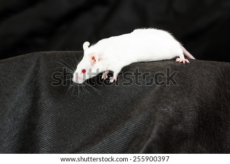 White mouse with red eyes crawling on black fabric