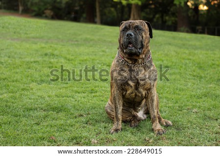 Bullmastiff sitting on green grass looking content