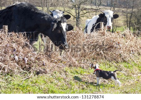 Little beagle pup standing in front of big cow in the field
