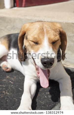 Cute tired beagle lies down on the doorstep