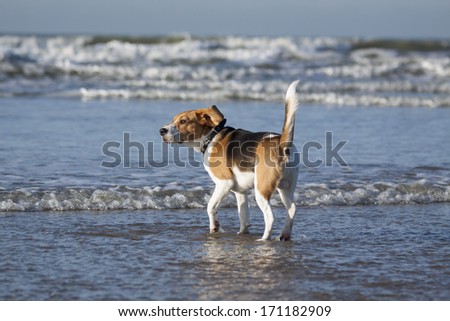 Young beagle standing in the water on the beach